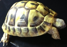 T01 2010 Hermann Tortoise (Micro-chipped)