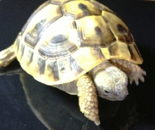 T01 2010 Hermann Tortoise (Micro-chipped)