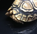 Leopard Tortoise