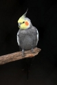 cockatiel