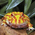 albino horned frog