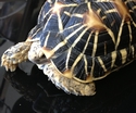 indian star tortoise