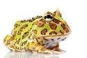green horned frog