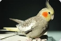 pearl cocky