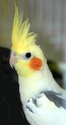pied cocky