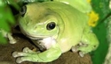 whites tree frogs