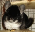 chinchilla