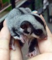 sugar glider